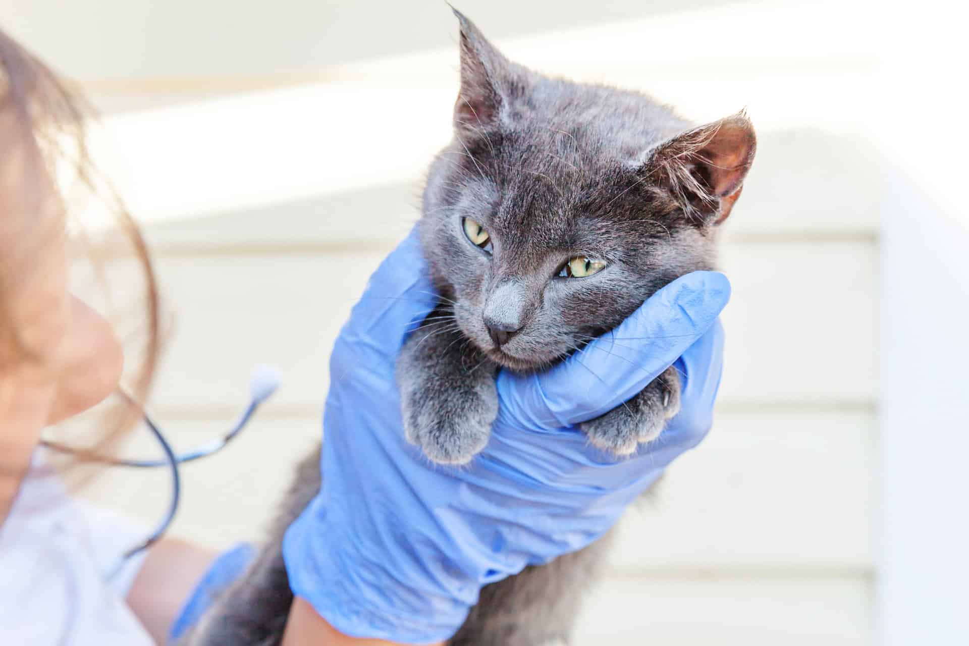 Oriol Specht, Tierarzt: Umfassende Zahnheilkunde für Katzen in Hamburg