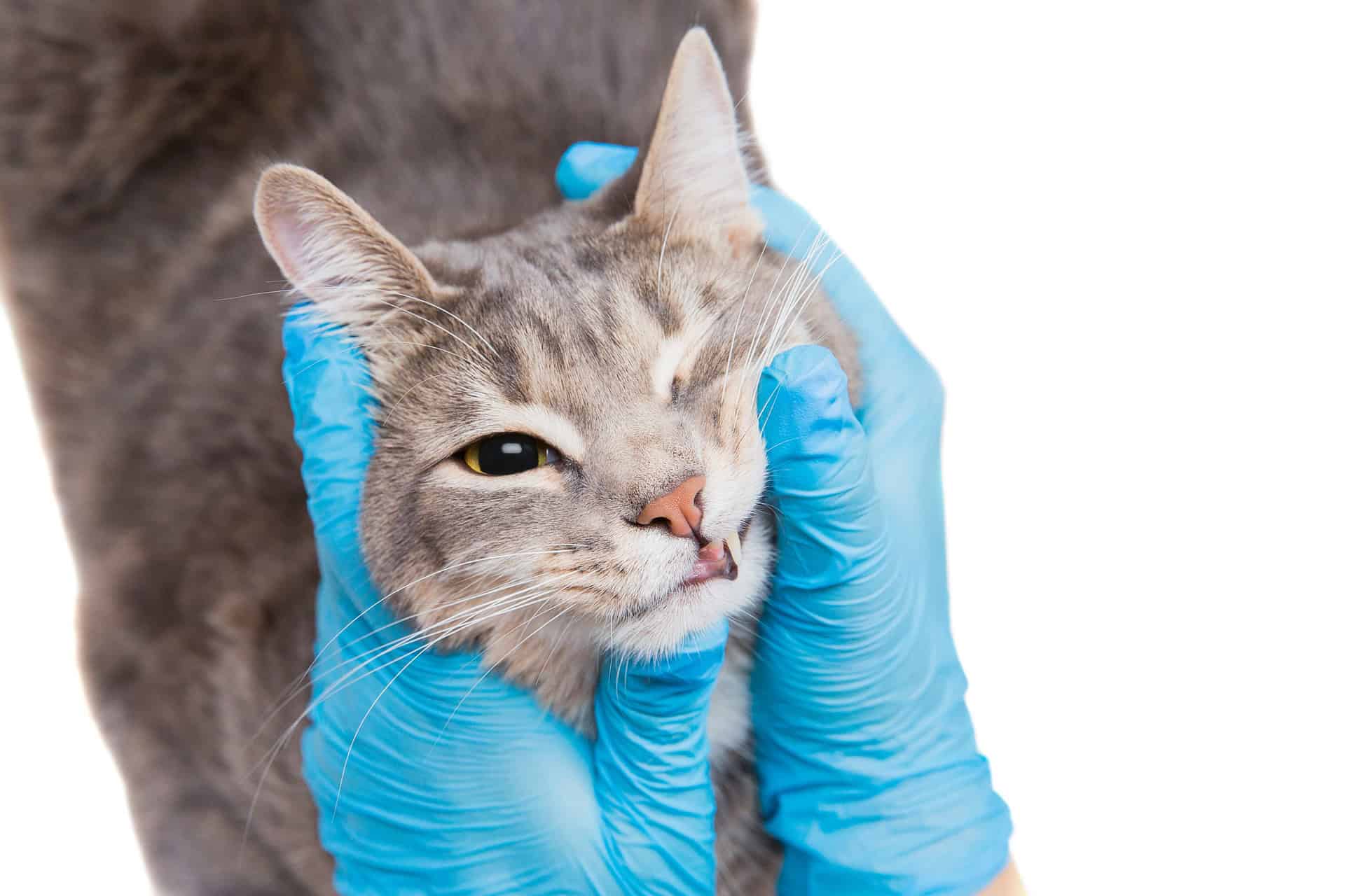 Oriol Specht, Tierarzt: Umfassende Zahnheilkunde für Katzen in Hamburg